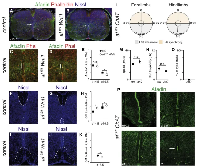 Figure 4. Afadin Function at the Neuroepithelium Regulates Development of the Spinal Cord Midline