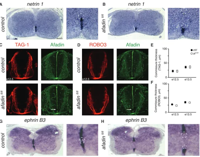 Figure 5. Midline Expression of Netrin 1 and Ephrin B3 Is Perturbed in Afadin Mutants