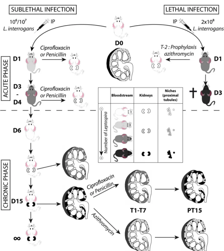 Figure 7. Model of acute and chronic leptospirosis in mice. This figure depicts the course of leptospirosis in mice following an IP infection with a lethal dose of bioluminescent MFlum1, leading to a septicemia or with a sub-lethal dose leading to a chroni