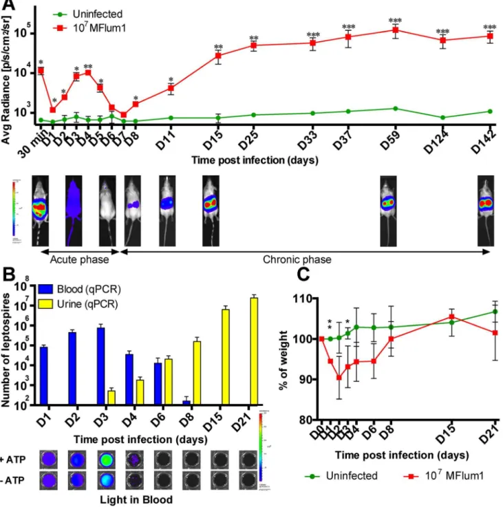 Figure 2. Kinetics of dissemination of bioluminescent MFlum1 in mice. All the bioluminescence analyses were performed after IP administration or addition of D-luciferin