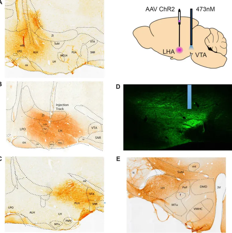 Fig 1. Localization of viral infections and optic probes. A. Sagittal section showing the infected region in an animal with an AHA viral injection