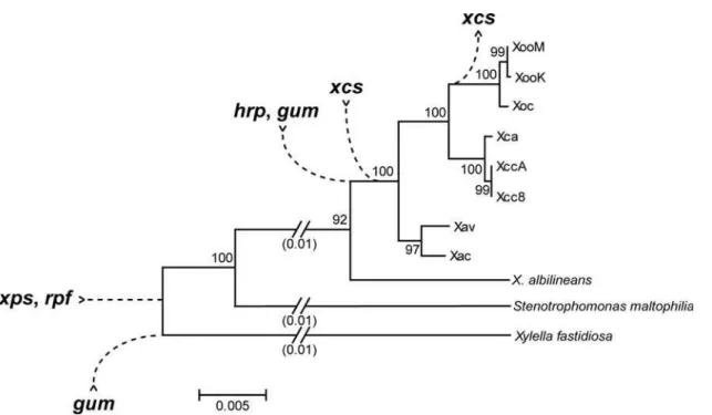 Figure 4. Inferred pattern of acquisition or loss of five pathogenesis-associated gene clusters in Xanthomonas 