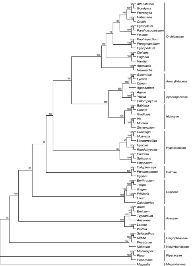 Figure 3. Bayesian tree obtained from analysis of combined dataset of family-level analysis