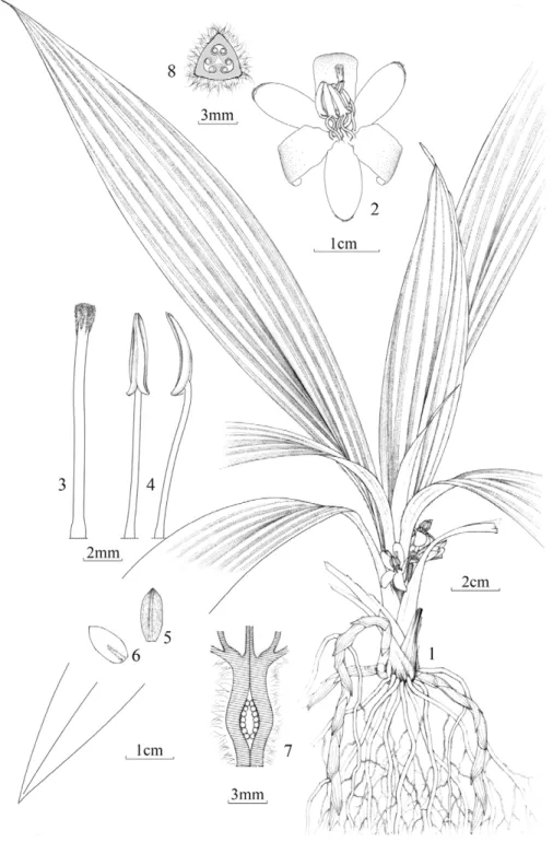 Figure 6. Sinocurculigo taishanica Z. J. Liu, L. J. Chen &amp; Ke Wei Liu: 1. Flowering plant; 2