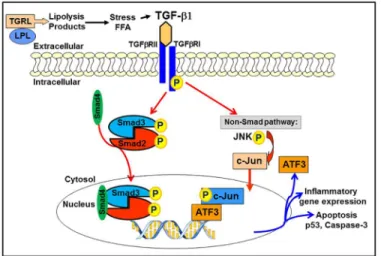Fig 9. TGRL lipolysis products activate stress response signaling via TGF-β/SMAD Signaling Pathway