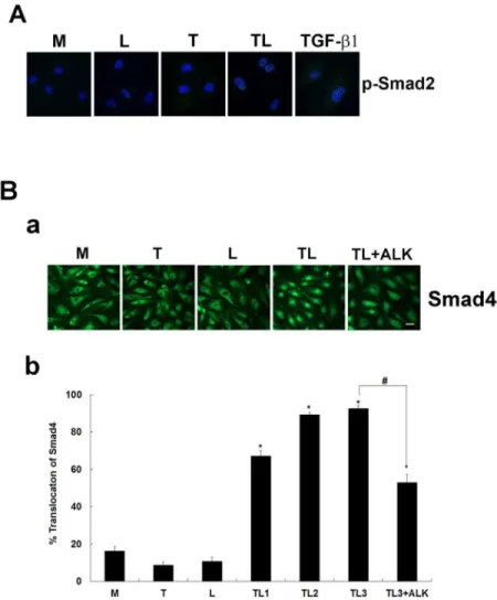 Fig 3. Smad2 phosphorylation at 1.5 h and Smad4 nucleus accumulation at 3 h by lipolysis products.