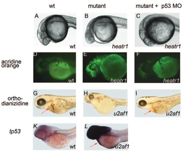 Figure 1. Phenotype of mutants for housekeeping genes are similar and depend on p53 network upregulation