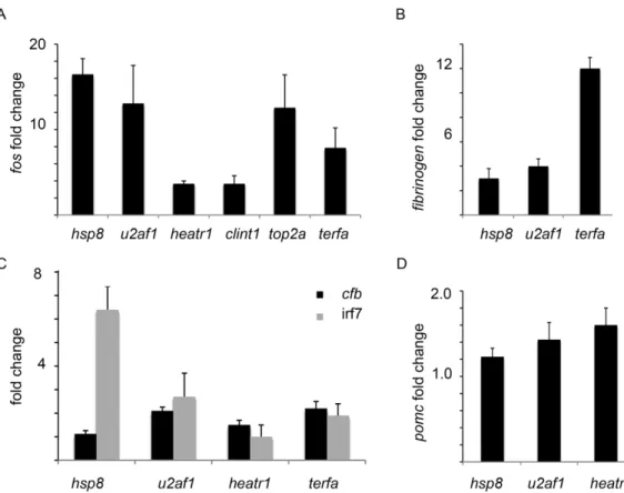Figure 5. In addition to p53, other stress response pathways were activated in the mutants