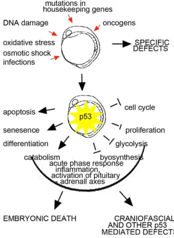 Figure 6. p53 integrates environmental and genetic informa- informa-tion into a developmental checkpoint