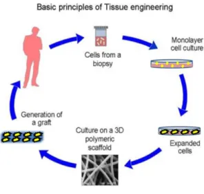 Figure 51- Traditional cell-based approach in TE. Adapted from: 