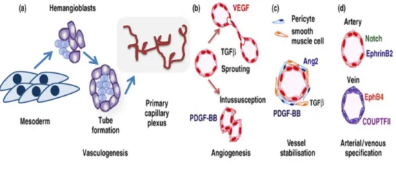 Figure 62 - Formation of blood vessels is regulated by three fundamental processes: vasculogenesis (during the  embryo development), angiogenesis and arteriogenesis
