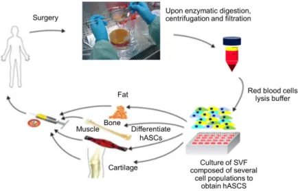 Figure 73 - Isolation and potential applications of human adipose tissue derived stem cells