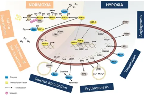 Figure 95 - HIF pathway for both normoxic and hypoxic conditions. Adapted from:  