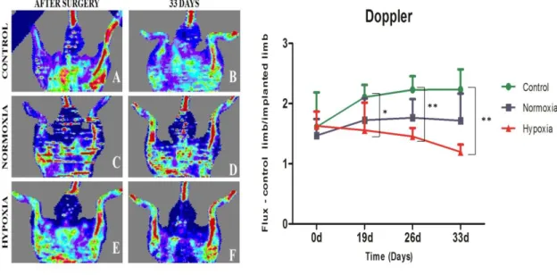 Figure 5 – Laser Doppler results collected up to 33 days. Blood perfusion assessment shows that the animals that  received the hypoxic cell sheet had an enhanced blood flux after 33 days