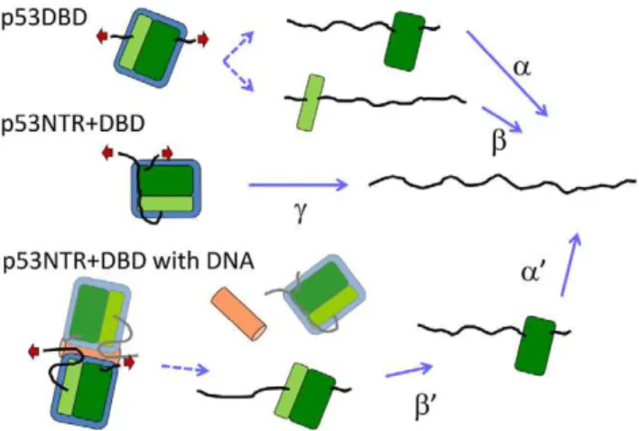 Figure 5. A schematic drawing of the mechanical unfolding pathways of the DBD and the NTR+DBD in the absence and presence of DNA observed in this study.