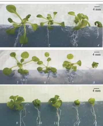 Fig. 4. Phenotype of wild-type (WT) and bri1-6 plants treated with 10 –8 M 24-epibrassinolide (EBL) and 10 –6 M brassinazole (BZR) under salt stress (plants were germinated and grown for 18 days in the presence of hormone or inhibitor under salt stress con