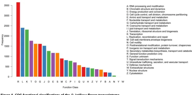 Figure 5. COG functional classifications of the D. latiflorus flower transcriptome.