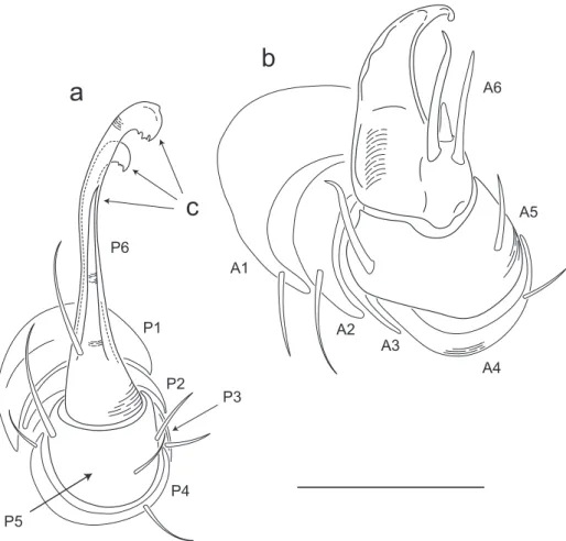 Figure 6. Illustration of anterior and posterior gonopods (♂). a Posterior gonopod with podomeres la- la-beled P1-6 b Anterior gonopod with podomeres lala-beled A1-6 c 3 stylus-shaped articles