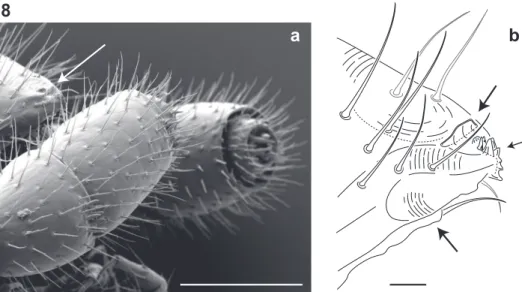Figure 8. Lateral (right) view of antennal and cephalic apices (♂). a Scanning electron micrograph: ar- ar-row, denticulate shelf-like carina, projecting dorsally from labrum-epistome margin