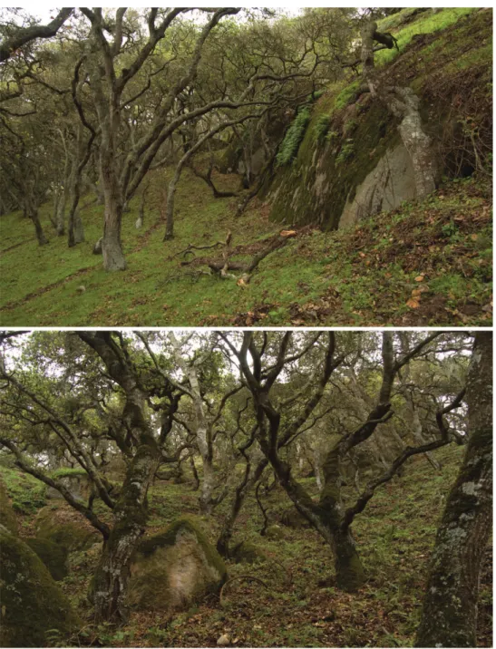Figure 29. Oak forest understory habitat of I. plenipes. Top, base of sandstone pinnacle (from Fig