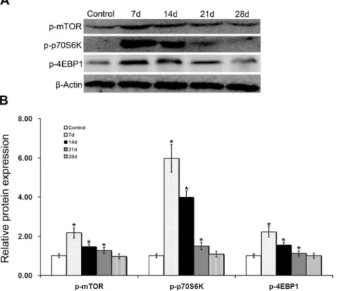 Figure 2. Activation of the mTOR signaling pathway in the glomeruli of PHN rats. Compared to control rats, the phosphorylation of mTOR, p70S6K, and 4EBP1 was enhanced in PHN rats on day 7 and continued to day 14, indicating that the mTOR signaling pathway 
