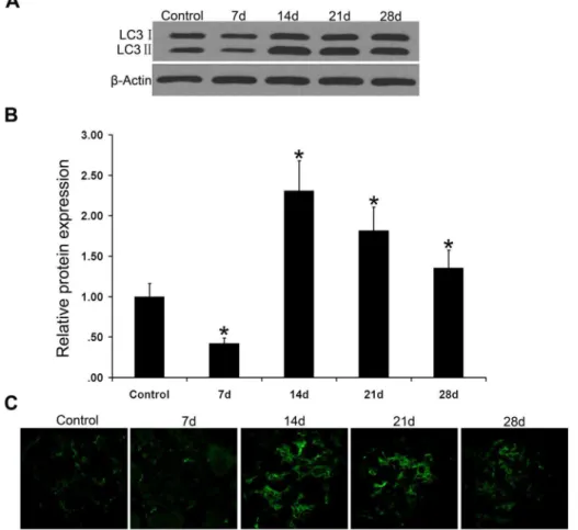 Figure 3. Autophagy level was first decreased and then increased in PHN rat glomeruli
