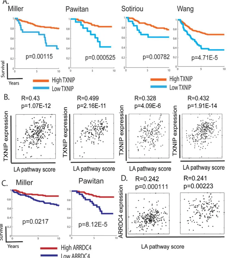 Figure 6. The expression of TXNIP, ARRDC4, and lactic acidosis pathways in human cancers