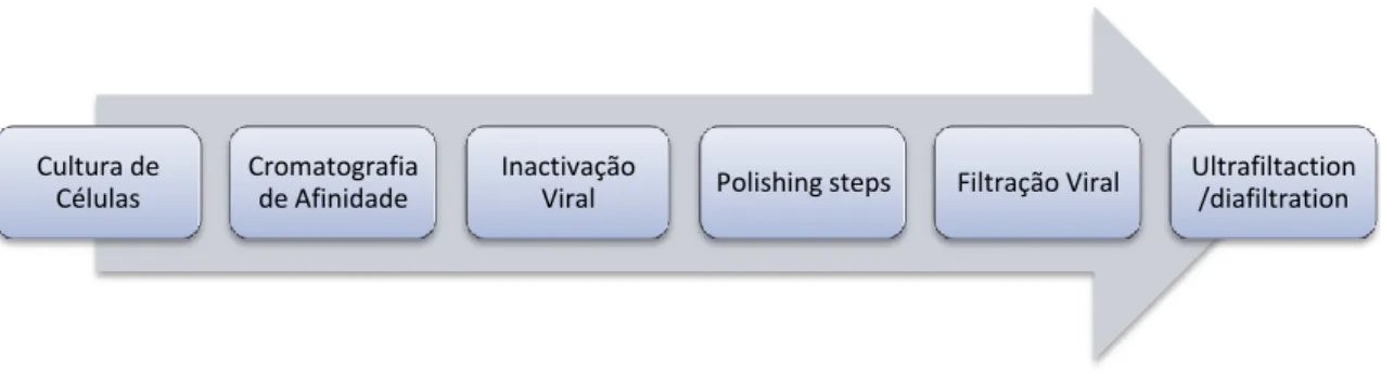 Figura 11 – Exemplo de processo de produção de anticorpo (adaptado de (Shukla, A. et al