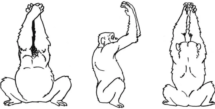 Figure 4. Schematic drawings of the target action chimpanzee praying; used in Study 3, 4 and 5.