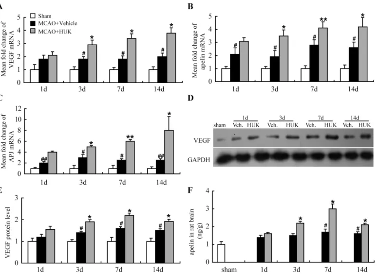 Fig 3. HUK enhanced VEGF, Apelin/APJ expression in stroke rat brain. MCAO rats with or without HUK treatment were sacrificed and mRNA was extracted for the detection of apelin (A), APJ (B), VEGF (C) levels by real-time PCR