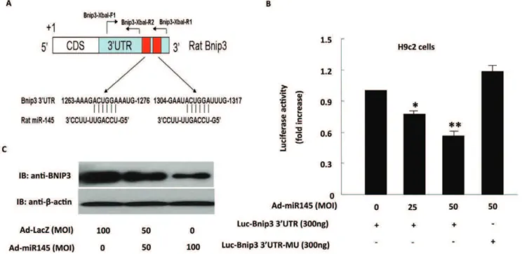 Figure 6. MiR-145 suppressed expression of Bnip3 through binding to its 3 9 UTR. (A), a representative illustration of the putative binding sites for miR-145 in rat Bnip3 39-UTR