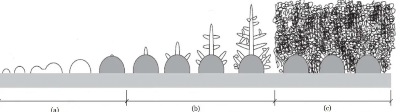 Figura 1. Períodos de formação de gelo. Legenda: (a) período de crescimento do cristal ou  nucleação; (b) período de crescimento da camada de gelo e (c) período de crescimento total da 