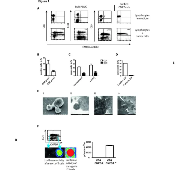 Figure 1.  Exchange of cytosol is mediated by contacts between purified CD4 +  T cells and tumor cells and associated with transfer of enzymes of high molecular weight
