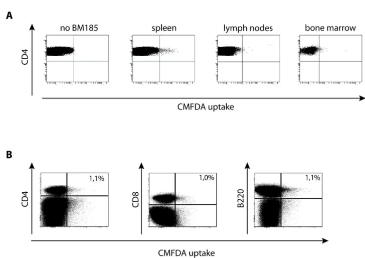 Figure 3.  The uptake of cytosol by T cells occurs in vivo.  (A) 1x10 7  CMFDA-labeled BM185 were injected intravenously