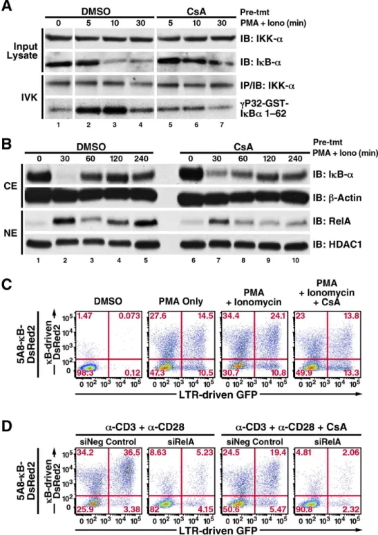 Figure 3. CsA reduces PKC-induced NF- k B/RelA activation and LTR-transcription in 5A8 cells