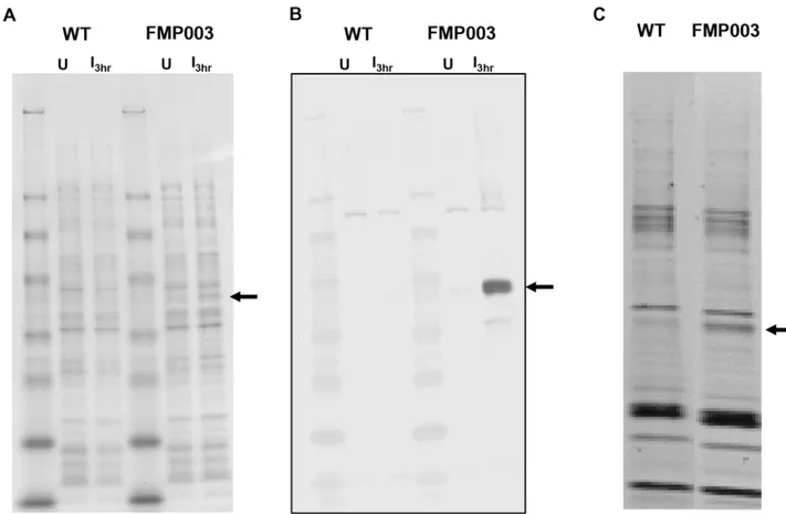 Table 1. Summary of Protein Expression Levels, Protein Yield, and Synonymous Codon Changes for the Constructs Described in this Study