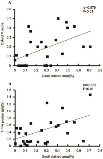 Figure 3. Correlation of Gas6 stained area with prognostic factors. Gas6 stained area in human IgA nephropathy correlated with (A) Oxford mesangial hypercellularity score and (B) urine protein excretion