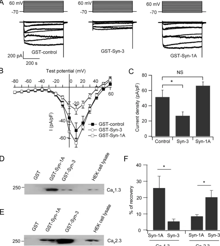 Fig 4. Cytoplasmic Syn-3 domain but not cytoplasmic Syn-1A domain regulates Ca v currents