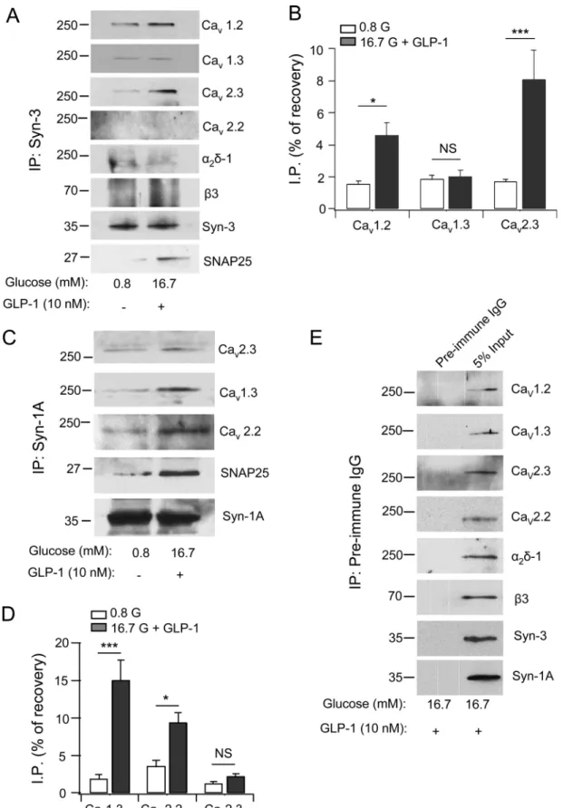 Fig 1. Syn-3 co-immunoprecipitates (IP) distinct Ca v s than Syn-1A in INS-1 cells. Syn-3 (A) and Syn-1A (C) interactions with the indicated Ca v α1 subunits (Ca v 1.2, Ca v 1.3, Ca v 2.3 and Ca v 2.2) and auxiliary subunits (α 2 δ-1 and β3) and SNAP25 in 