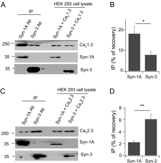 Fig 2. Syn-3 preferentially binds Ca v 2.3 while Syn-1A preferentially binds Ca v 1.3