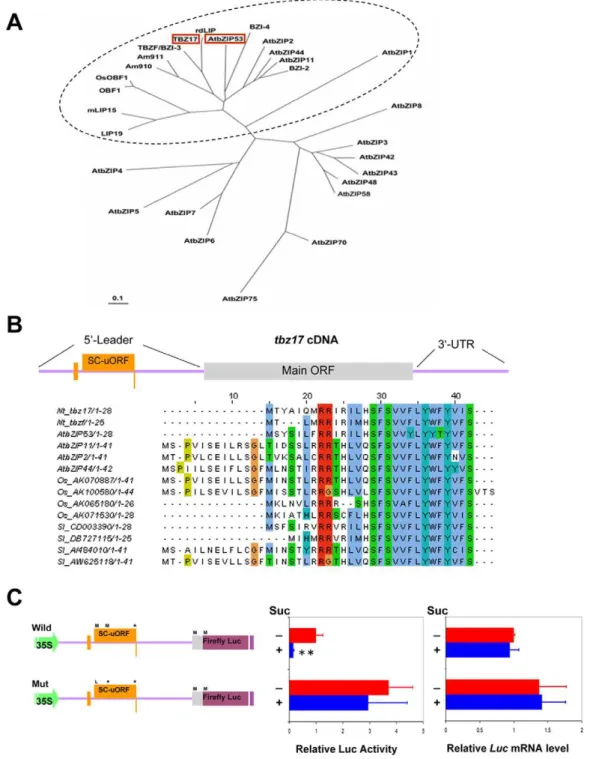 Figure 1. SIRT is found in tobacco tbz17 gene. A, Phylogenetic relationship between 17 bZIP proteins of Arabidopsis class S [7] and LIP19 subfamily members including tobacco TBZ17