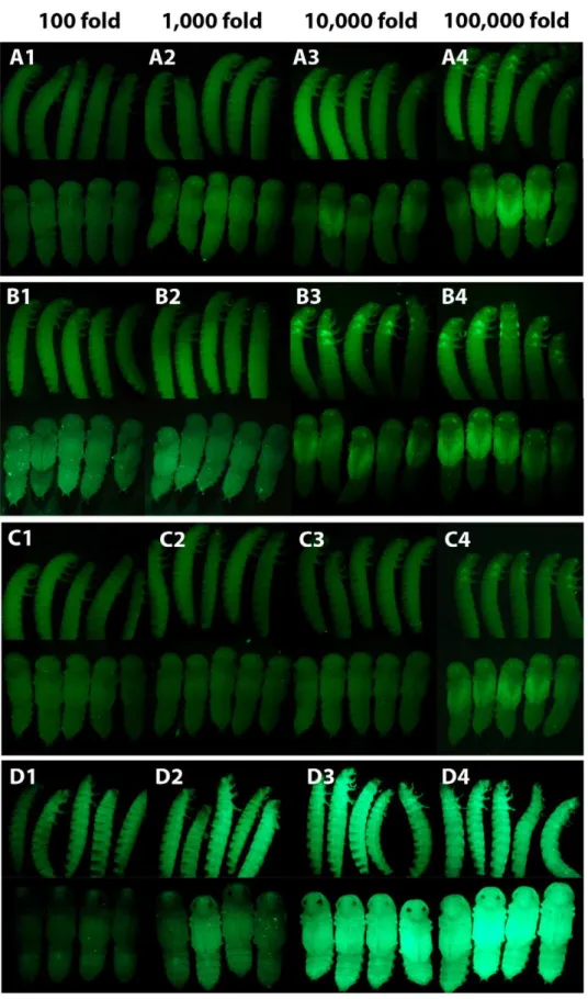 Figure 2. The effect of dsRNA concentration on RNAi knockdown efficiency. (A) Weight dilution series of 520 bp EGFP dsRNA injected into pu11 Tribolium larvae
