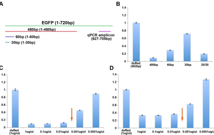 Figure 3. Reduction of EGFP mRNA by various sizes and concentrations of EGFP dsRNA. (A) Location of EGFP dsRNAs and qPCR amplicon relative to the EGFP gene