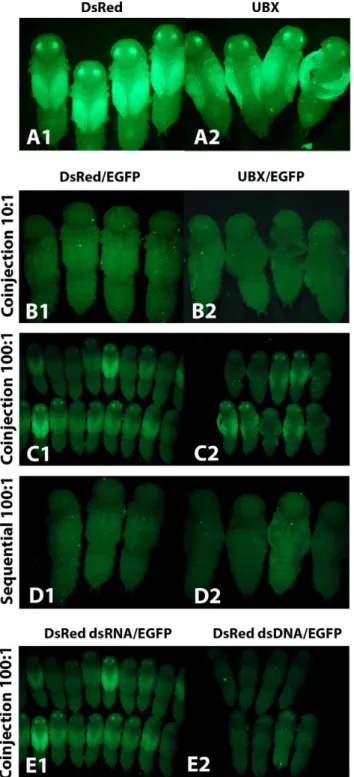 Figure 5. The effect of dsRNA competition on RNAi knockdown efficiency. (A) Competitor dsRNA injected alone