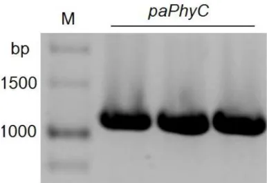 Figure 1. PCR amplification of codon-optimized paPhyC gene. The expected size for paPhyC PCR product is  1143 bp
