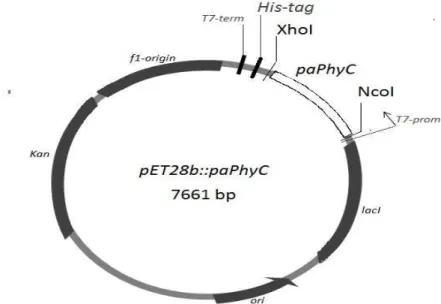 Figure  4.  Construction  of  pET28b  vector  containing  the  paPhyC  insert.  Abbreviations: paPhyC  –  Pantoea  sp