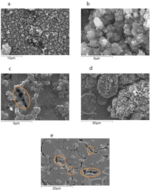 Fig 3. SEM of Listeria monocytogenes ILCC306 on different industrially important surfaces