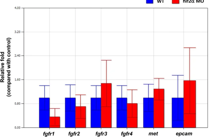 Figure 12. The regulation of hepatic outgrowth by hif2-alpha in zebrafish embryos is not through the FGF, HGF, or Wnt pathways.