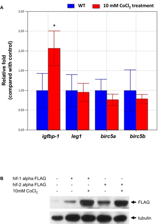 Figure 13. CoCl 2 treatment increased the expression of the target genes of Hif1-alpha rather than those of Hif2-alpha