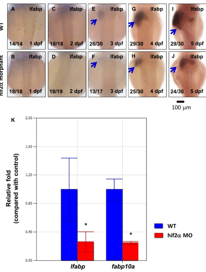 Figure 2. Knockdown of hif2-alpha confers a small liver phenotype. (A–J) Development of the embryonic liver was monitored by the expression pattern of the lfabp gene in wild-type embryos and hif2-alpha ATG-MO-injected embryos at 1–5 dpf by WISH, thereby re